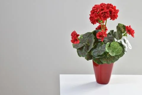 View of vase with red flowers on white table and gray wall Foto stock