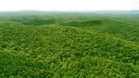 A view of the vast Alabama forest over the lush extended forest canopy  Vidéo 340524946