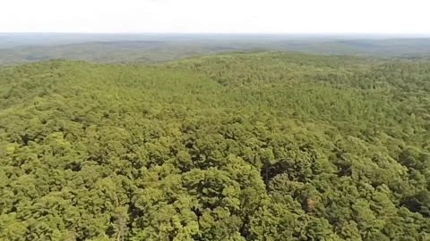 A view of the vast Alabama forest with a view over the extended forest canopy  Stock Footage 340524945