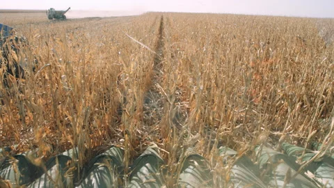 View of vast cornfield as harvester tractor slowly plows through during harvest Stock Footage 202692764