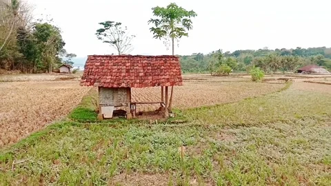 View of vast dry rice fields Stock Footage 276172606