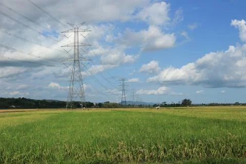 A view of the vast rice fields with very clear skies and electricity towers Stock Photos