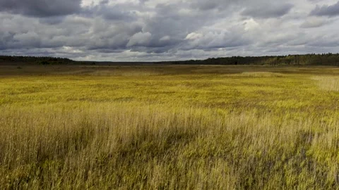 View of the Vast Wetlands from the Birdwatching Tower at Rakovyye Ozyora Stock Footage 287716192