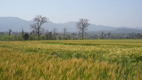 View of a vast wheat field with mountains in the distance, Nepal. Vídeos de archivo 335606405
