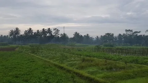 View of the vegetable field in the countryside Stock Footage 234504130