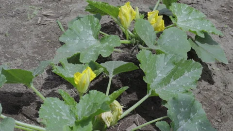 View of vegetable marrows bushes in country garden during flowering Stock Footage 166072933