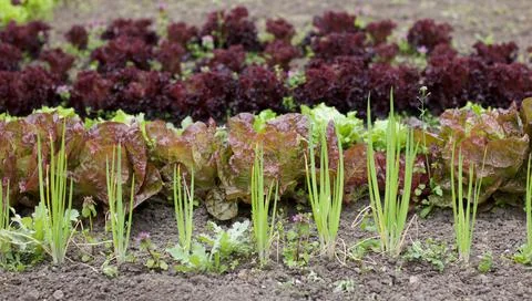 View of vegetable patch showing spring onions and red and green lettuces Stock Photos