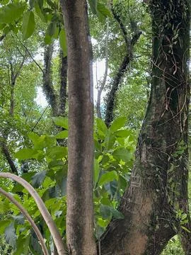 View of the verdant forest canopy Stock Photos