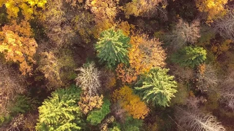 View vertically down from the top of the autumn deciduous forest. Stock Footage 142372563