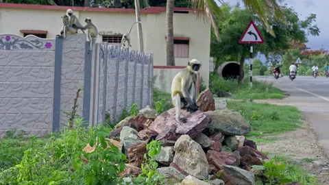A view of a vervet monkey or long-tailed monkey sitting on a pile of stone Stock Footage 251660489