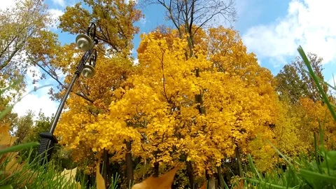 View of the very beautiful autumn maple tree and street lamp. Background autumn Stock Footage 80949267