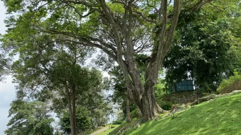A view of a very large and tall old tree, there are monkeys relaxing on the Stock Footage 263177161