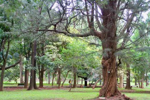 View of a very old tree in a park Stock Photos