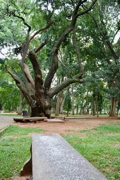 View of a very old tree Stock Photos