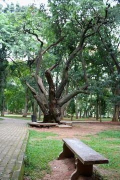 View of a very old tree Stock Photos