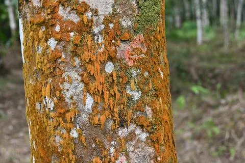 View of the vibrant algae and lichen thriving on the bark of a rubber tree Stock Photos