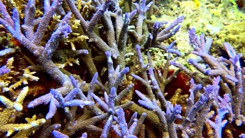 View of vibrant branching coral reef in the Philippines. Video stock 341453524