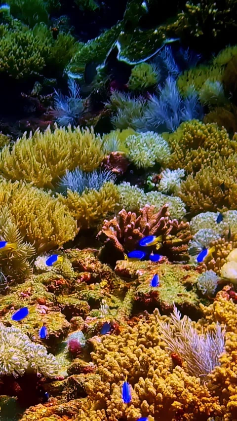 View of vibrant coral reef and blue fish in Bali, Indonesia. 库存影片 340642990