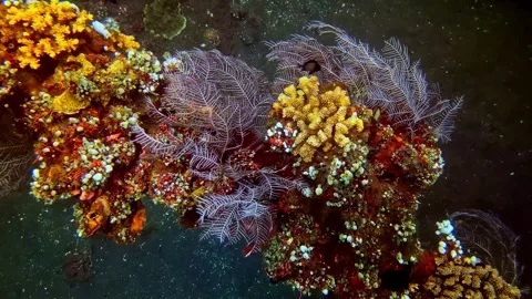 View of vibrant coral reef in Bali, Indonesia. Video stock 340638178