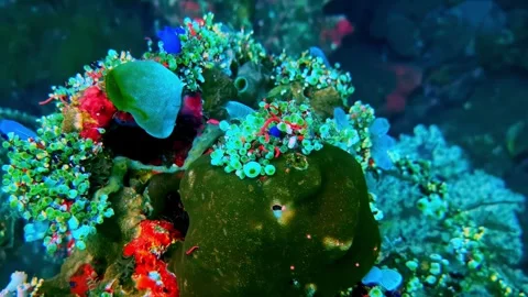 View of a vibrant coral reef in Bali, Indonesia. 库存影片 340638409