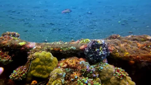 View of a vibrant coral reef with a black fish in Bali, Indonesia. Video stock 340638154