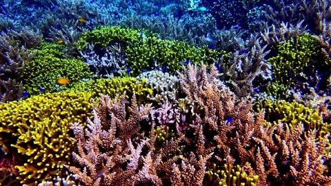 View of vibrant coral reef with diverse branching corals, Philippines. Video stock 341453590