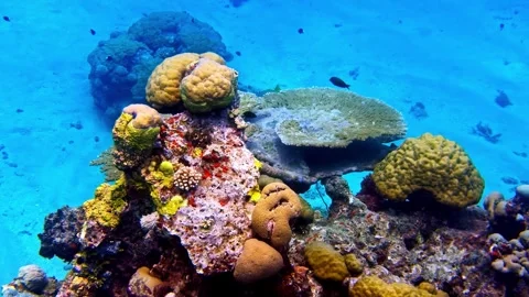 View of vibrant coral reef with diverse marine life, Philippines. Video stock 341454147