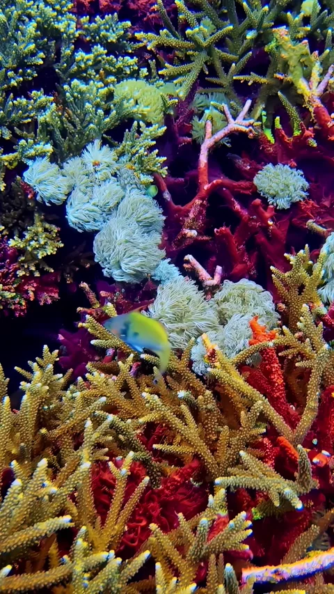 View of vibrant coral reef ecosystem in Bali, Indonesia. Stock Footage 339951100