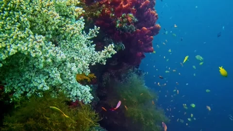 View of vibrant coral reef ecosystem in Bali, Indonesia. Stockbeeldmateriaal 340638309