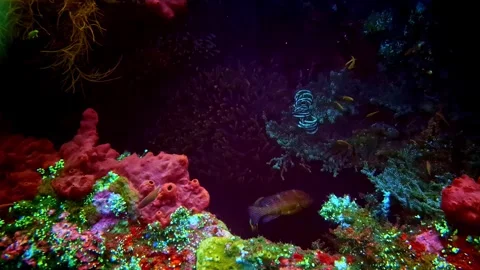 View of vibrant coral reef ecosystem in Bali, Indonesia. Stockbeeldmateriaal 340638312