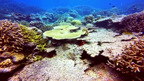 View of vibrant coral reef ecosystem in the Philippines. 库存影片 341453515