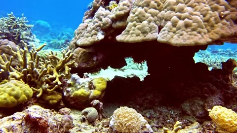 View of vibrant coral reef ecosystem in the Philippines. 库存影片 341453532