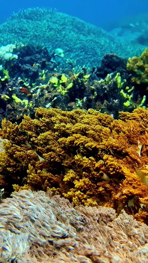 View of vibrant coral reef formations in the waters of Indonesia. 库存影片 340642133