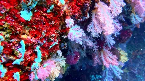 View of vibrant coral reef in the Philippines. Video stock 341454036