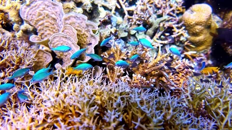 View of vibrant coral reef with small blue fish, Philippines. Stock-Footage 341453836