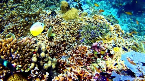 View of vibrant coral reef teeming with marine life, Philippines. 库存影片 341453623