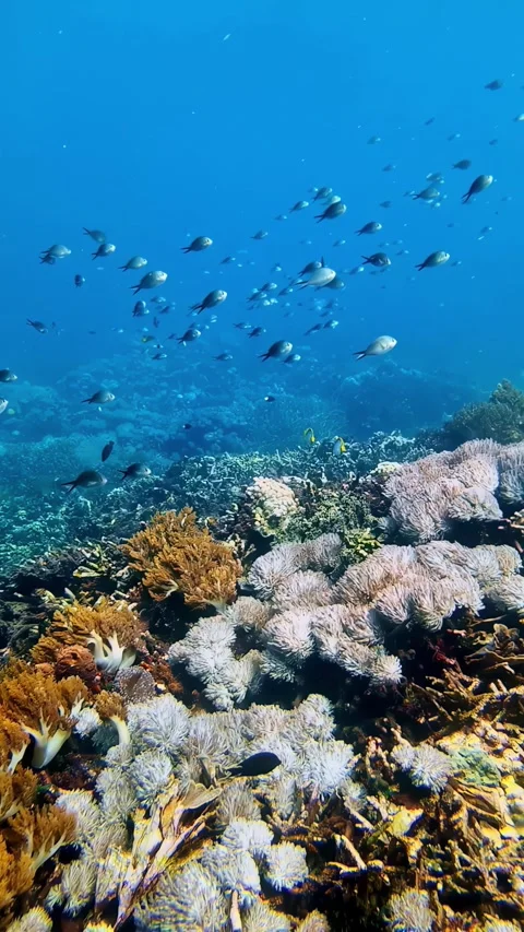 View of a vibrant coral reef in the waters of Bali, Indonesia. Vídeos de archivo 340642107