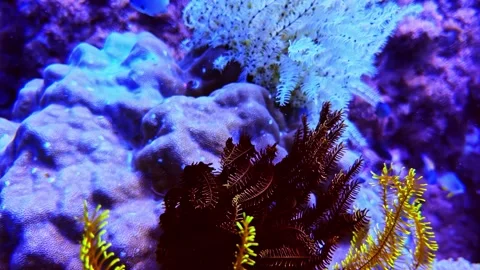 View of a vibrant feather star underwater in the Philippines. Video stock 341453581