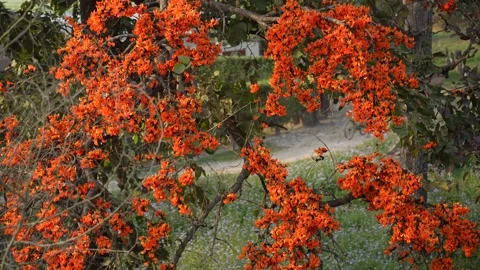 View of vibrant orange Butea monosperma flowers in bloom, Nepal. Vídeo Stock 335606550