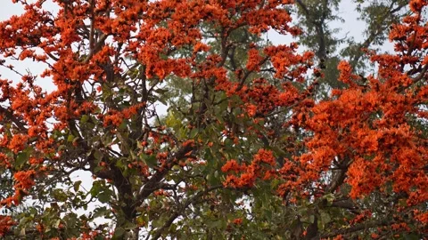View of vibrant orange flowers on a Flame of the Forest tree, Nepal. Vídeos de archivo 335606524