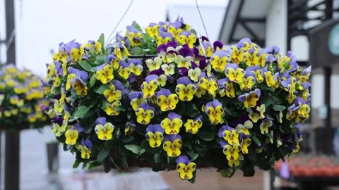 View of vibrant pansies in hanging baskets at Farm Tomita, Japan. Video stock 343679822