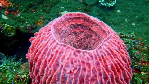 View of a vibrant pink barrel sponge in the waters of Indonesia. Stock Footage 340637871