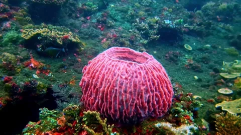 View of a vibrant pink barrel sponge on a coral reef in Indonesia. Video stock 340637879
