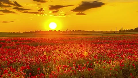 View of a vibrant poppy field at sunset in Latvia. Video stock 341454346