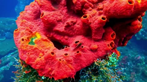 View of a vibrant red sea sponge on a coral reef in Indonesia. Stock Footage 340638406