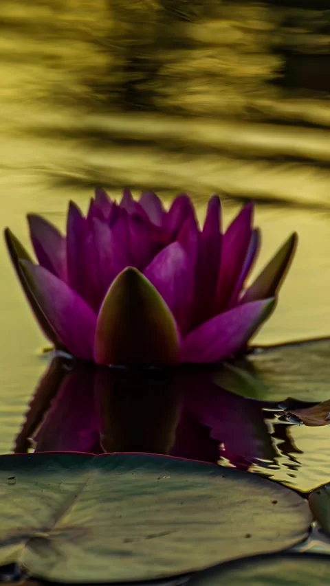 View of a vibrant red water lily floating on water, Latvia. Stock Footage 339900846