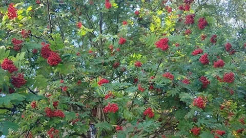 View of vibrant rowan tree in full bloom, clusters of bright red berries against 스톡 동영상 317932841