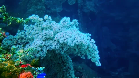 View of vibrant soft corals on a tropical reef, Indonesia. Video stock 340638412