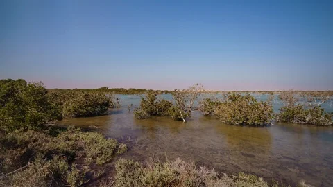 View view of mangroves with water moving... | Stock Video | Pond5