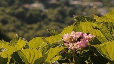 VIEW OF A VILLAGE AT GREECE, CAMERA TRACK FOCUS TO A FLOWER Stock Footage 101759239